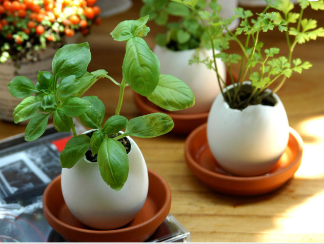 Eggling - plantering i ett ägg